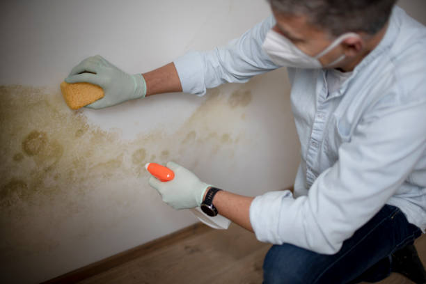 Best Black Mold Removal  in Goose Creek, SC