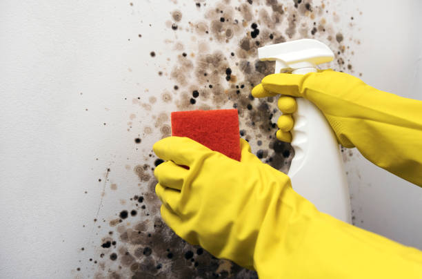 Professional Mold Removal in Goose Creek, SC